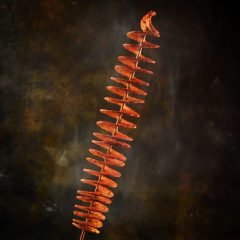 Original Twistato Potato Twister at Chetty's Corner Bangalore